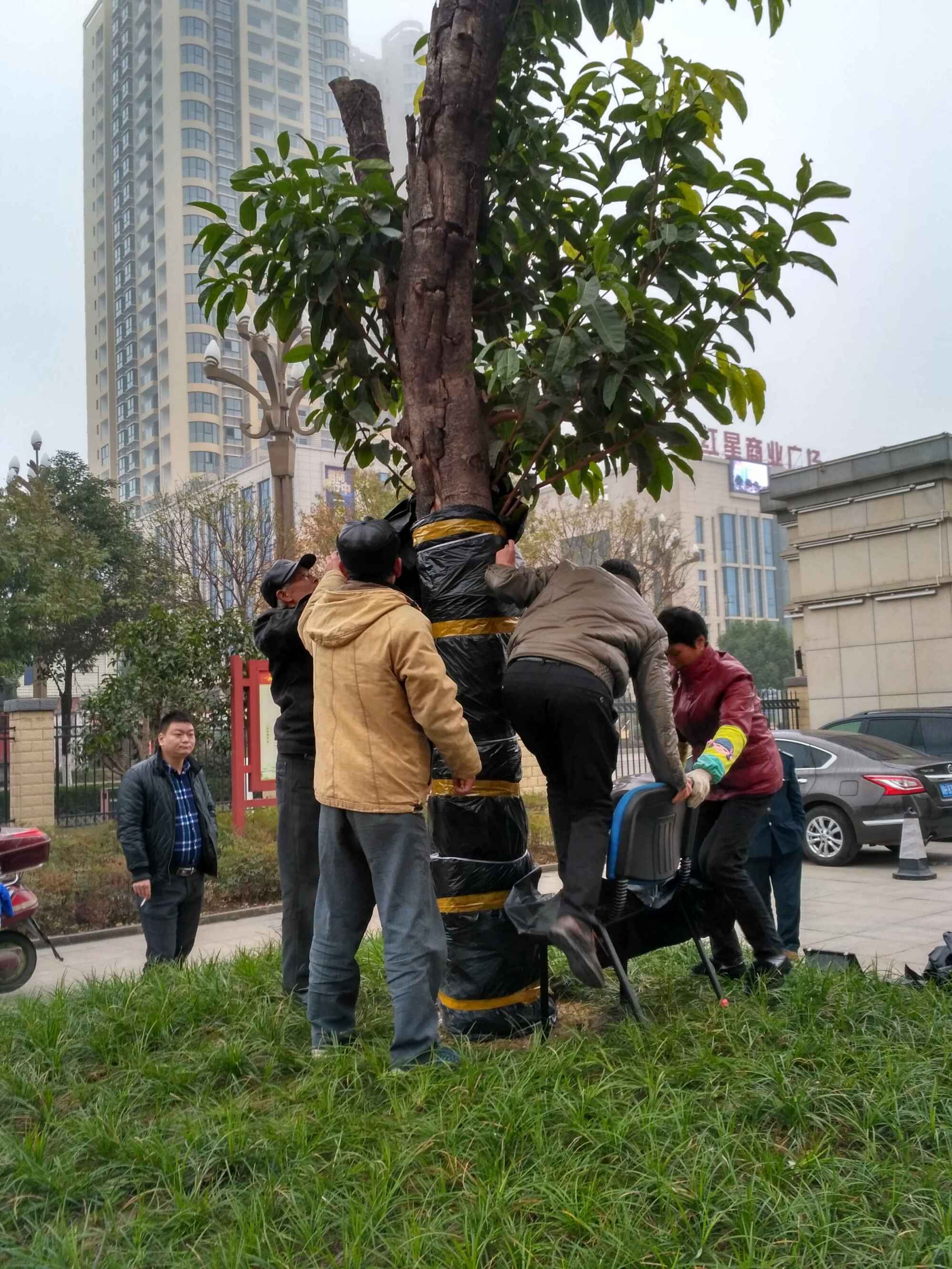 行政管理科组织开展冬季校园绿化养护工作